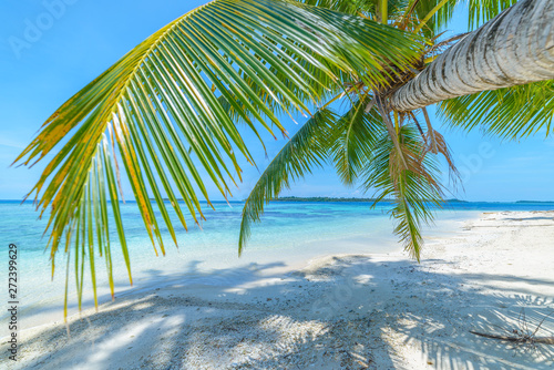 Fototapeta Naklejka Na Ścianę i Meble -  White sand beach with coconut palm trees turquoise blue water coral reef, tropical travel destination, desert beach no people - Banyak Islands, Sumatra, Indonesia