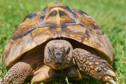 Tortoise in the green grass; turtle (Testudo hermanni)