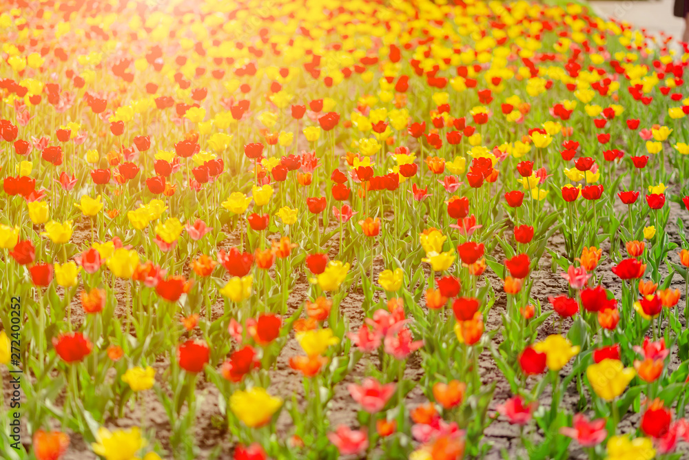 Field of colorful bright yellow tulips. Summer seasonal horizontal top view several objects copyspace.