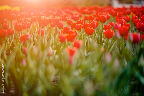 Field of colorful bright yellow tulips. Summer seasonal horizontal top view several objects copyspace. photo