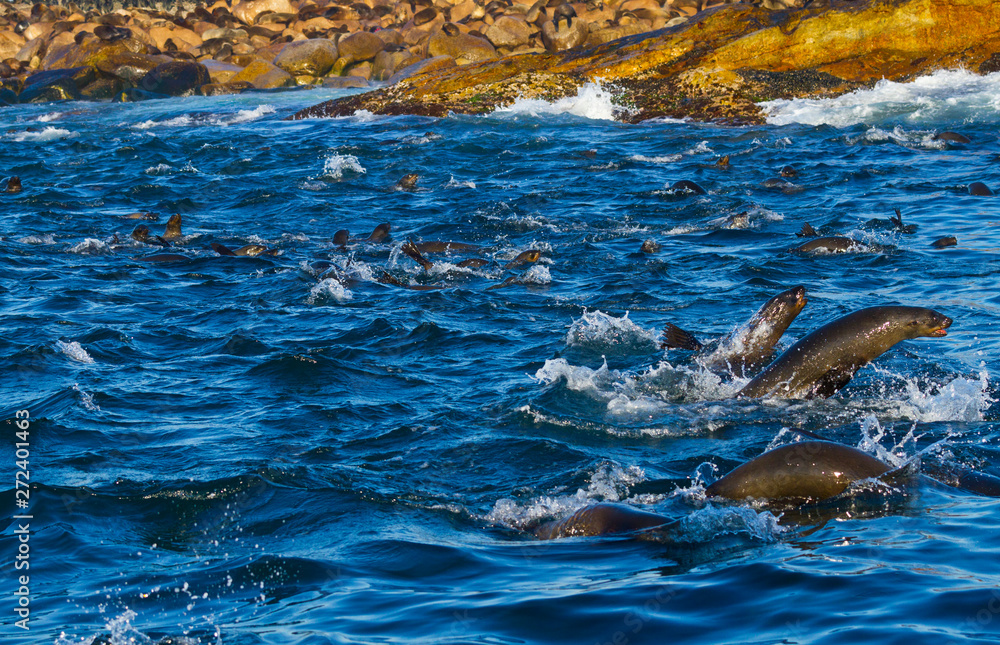 Obraz premium CAPE FUR SEAL, False Bay, RPA, Afryka