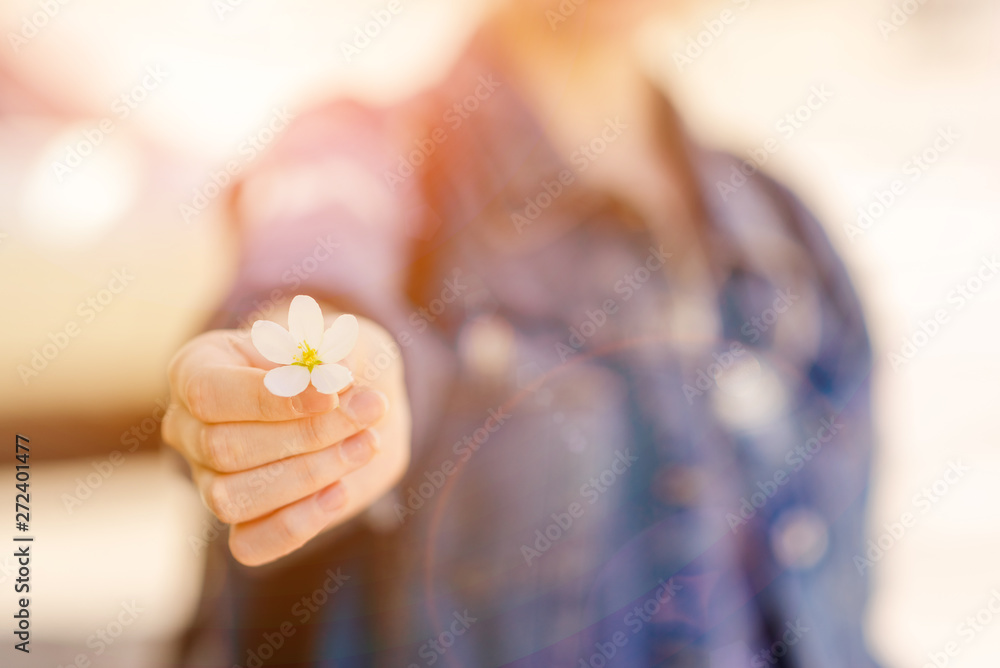 Female hand keeping blooming white flower on green burst Female hand keeping blooming white flower on green burst