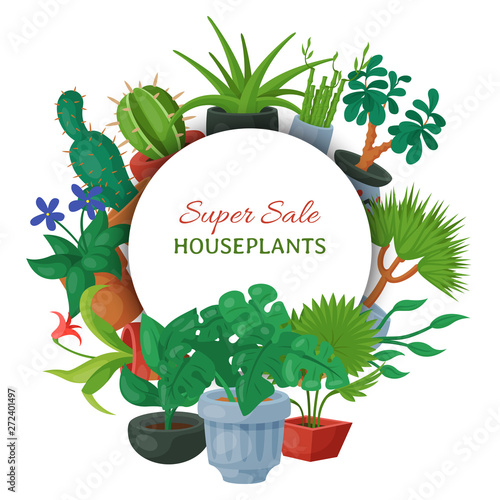 House flowers indoor floriculture banner vector illustration. Nature home decoration gardening. Indoor plants in flowerpot beauty decorative flora. Succulent foliage exotic garden houseplant.