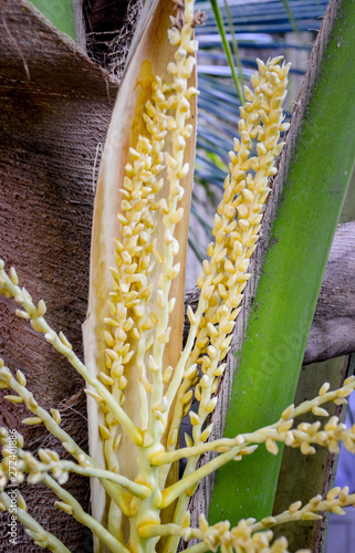 Coconut flower on tree, close up shot photo