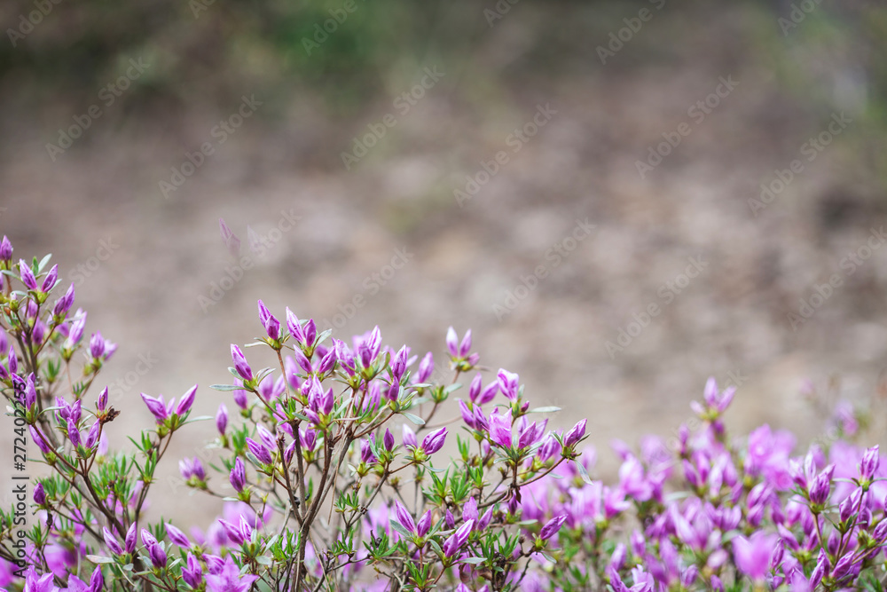 Obraz premium Pink flowers of Rhododendron mucronulatum.Idyllic pattern with beautiful blooming Korean rhododendron for website background or greeting card. Copy space