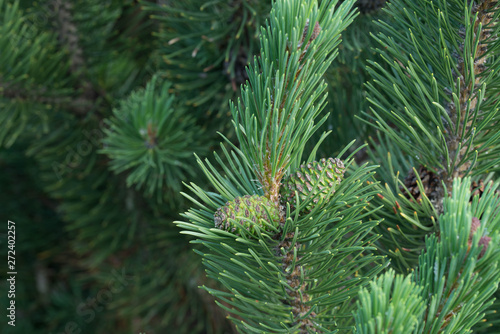 pinus mugo, mountain pine cones