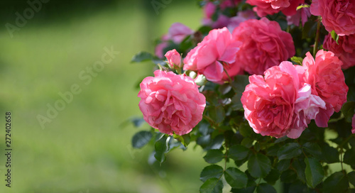 Wallpaper Mural Close up of beautiful pink roses in the garden Torontodigital.ca