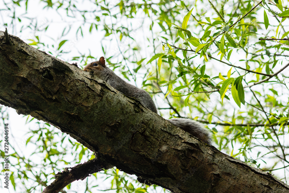 A grey squirrel Sciurus carolinensis on top of a willow tree branch seen from below A grey squirrel Sciurus carolinensis on top of a willow tree branch seen from below