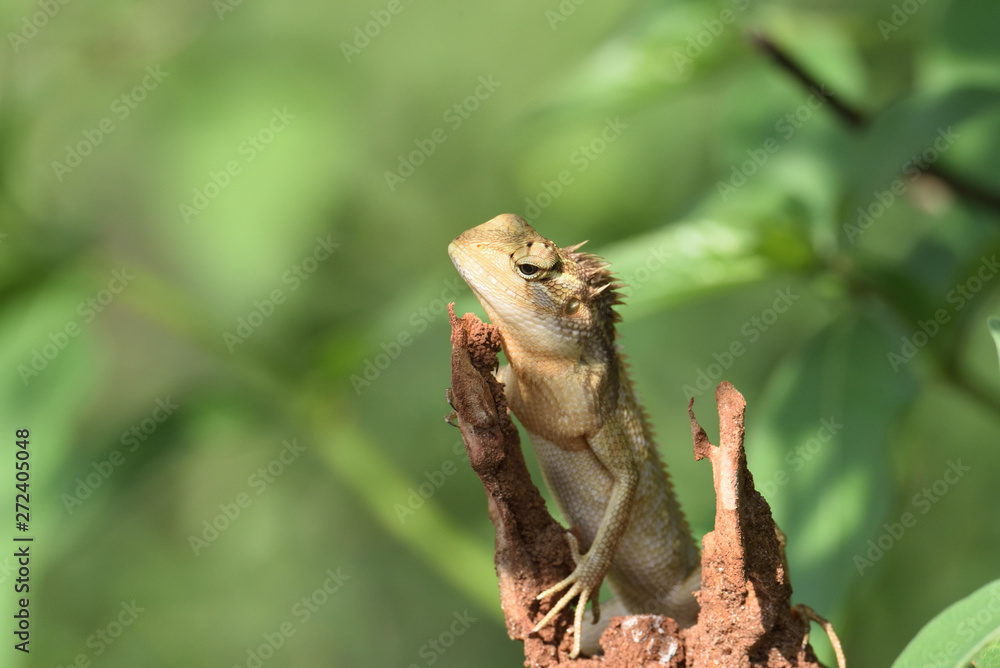 Obraz premium Chameleon in Udawalawe National Park Sri Lanka