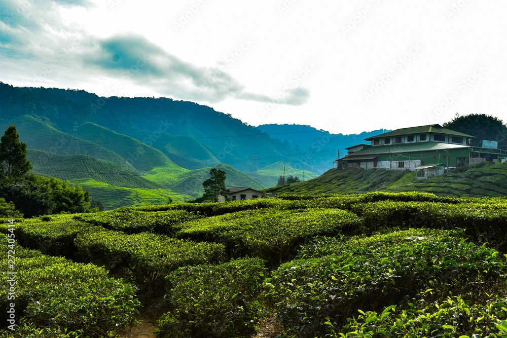 Obraz premium Malaysian tea