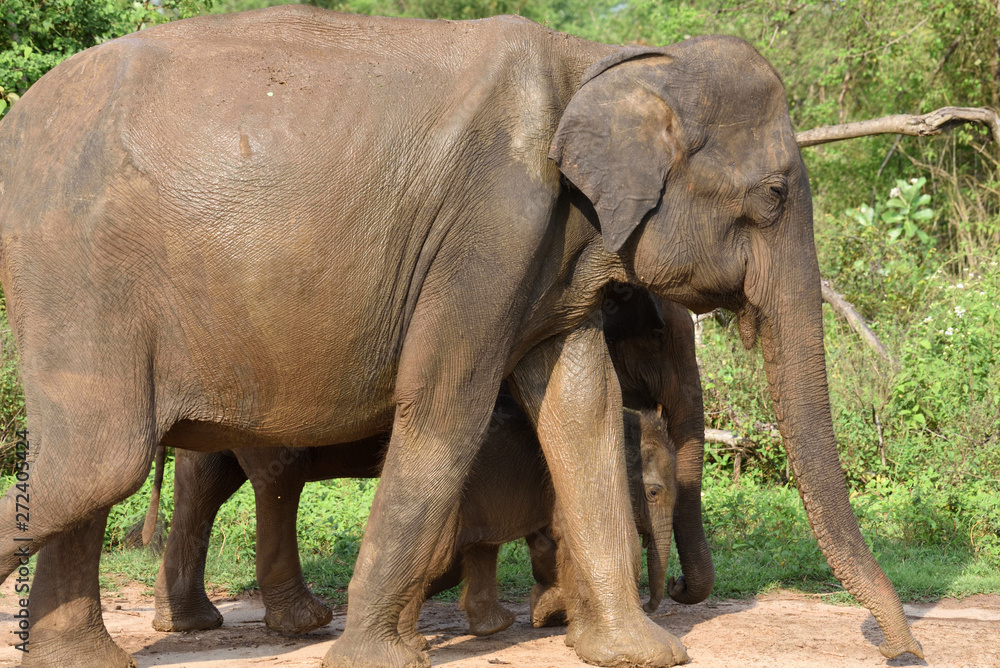 Fototapeta premium elephant in Udawalawa National Park Sri Lanka