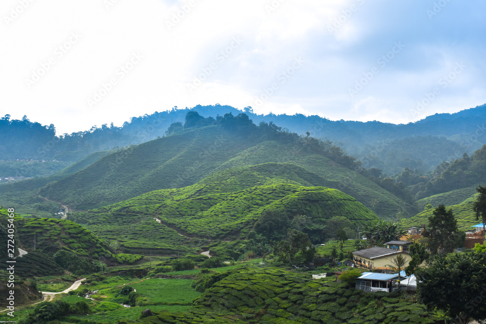 tea plantation in Malaysia