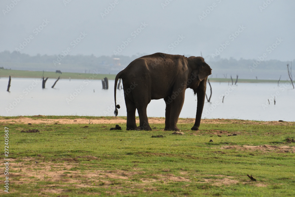 Obraz premium elephant pooping in Udawalawa National Park Sri Lanka