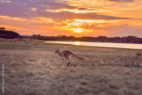 Kangaroo in the sunset