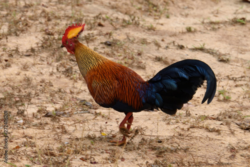 Sri Lankan junglefowl in Yala National Park Sri Lanka photo