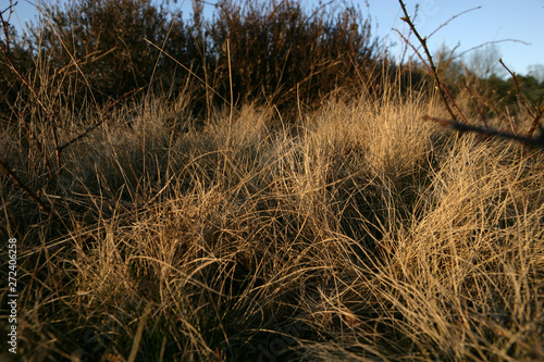 Echten drente . Heather and peat fields. Moor. Netherlands