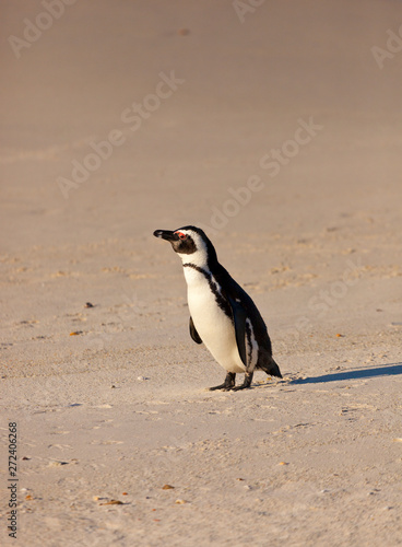 AFRICAN PENGUIN  False Bay  South Africa  Africa