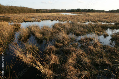 Echten drente . Heather and peat fields. Moor. Netherlands photo