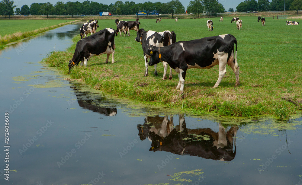 Cows near river Wold Aa Ruinerwold drente Netherlands Cows near river Wold Aa Ruinerwold drente Netherlands