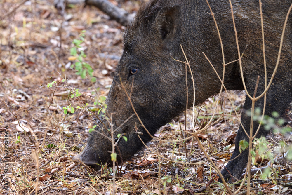 Portrait boar in Yala National Park Sri Lanka Portrait boar in Yala National Park Sri Lanka