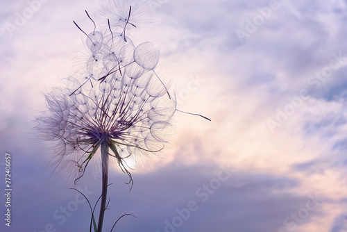 Huge fluffy white dandelion against the sky and clouds at sunset.