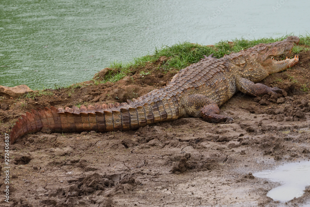 Crocodile in Yala National Park Sri Lanka Crocodile in Yala National Park Sri Lanka