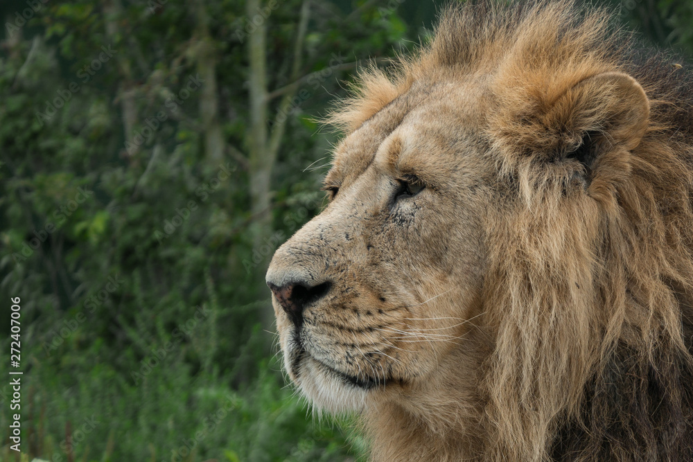 Adult male lion close up head portrait. Space to left for text.