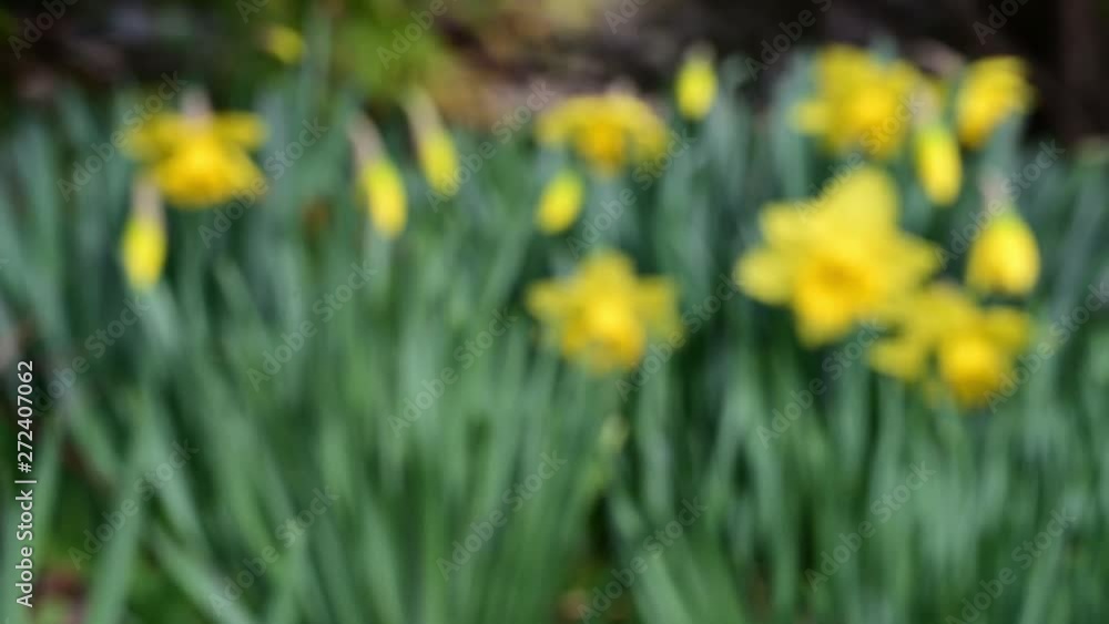 Yellow daffodils bloomng in the garden background 4k video Yellow daffodils bloomng in the garden background 4k video