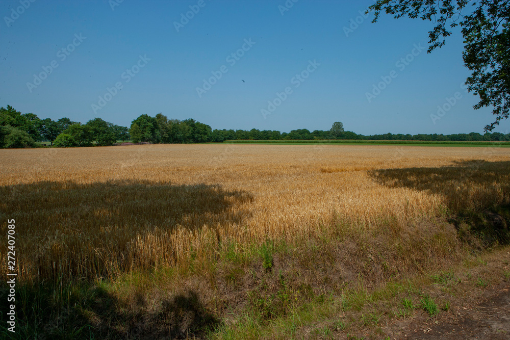 Field of wheat. Drente Netherlands