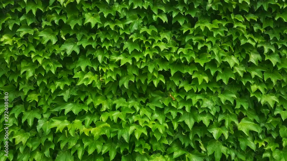 Grape green leaf Korea wall breeze wind fresh relax seamless background Grape green leaf Korea wall breeze wind fresh relax seamless background
