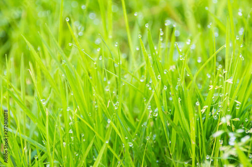 Green grass with dew, nature background