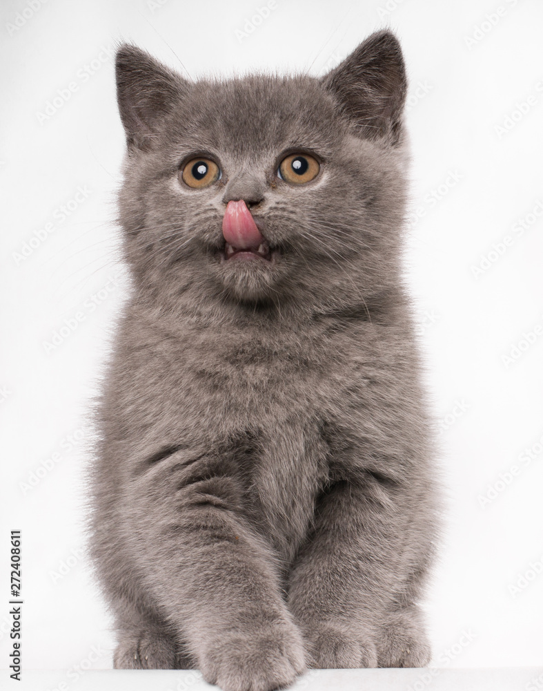 British short hair beautiful cat looking up smacking her lips tongue out isolated on white background