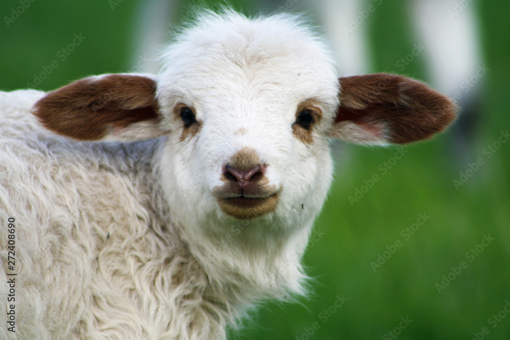 Obraz premium Schafe