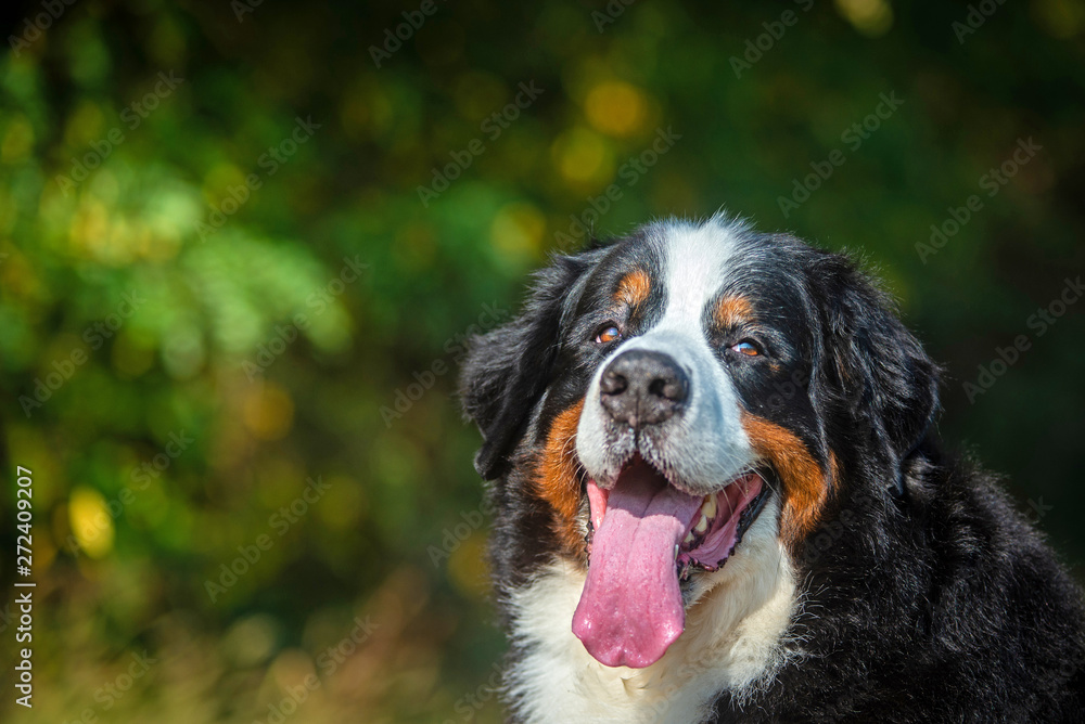 Close-up portrait of a Bernese mountain dog in a natural environment