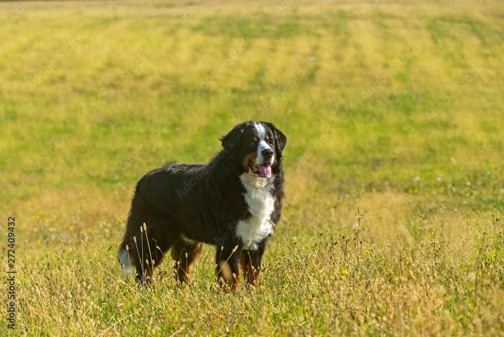 Portrait of a beautiful bernese mountain dog in a natural park Portrait of a beautiful bernese mountain dog in a natural park