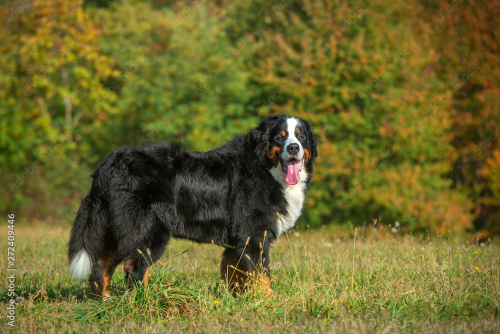 Portrait of a beautiful bernese mountain dog in a natural park