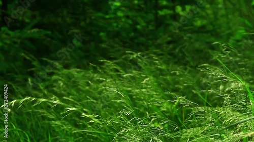 Grass on wind behind the storm