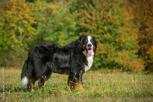 Portrait of a beautiful bernese mountain dog in a natural park © anna pozzi