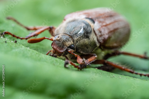 fly on a leaf © CFFotografie