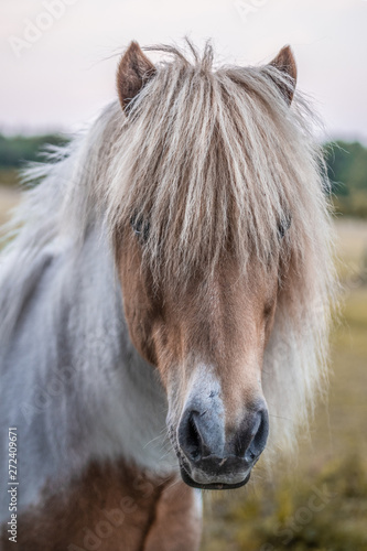 portrait of a horse