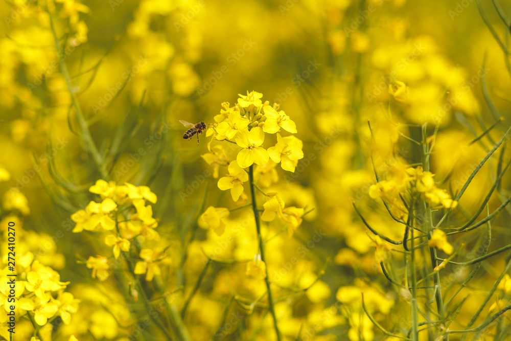 bee collecting nectar from a rapeseed flower in a field