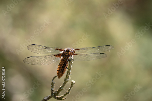 dragonfly on a branch © CFFotografie