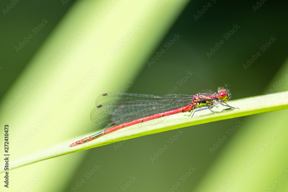 Blutrote Heidelibelle wärmt sich in der Sommersonne vor der Insektenjagd Blutrote Heidelibelle wärmt sich in der Sommersonne vor der Insektenjagd