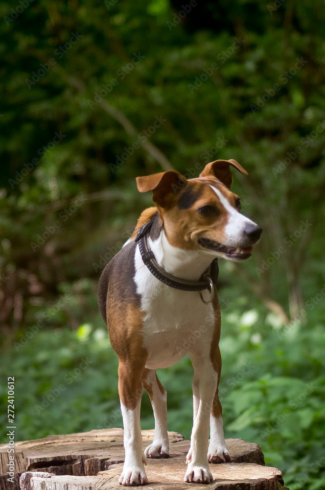 Jack Russell Terrier is standing on the stump.