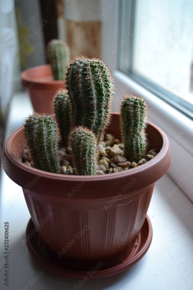 Cactus on the window Cactus on the window