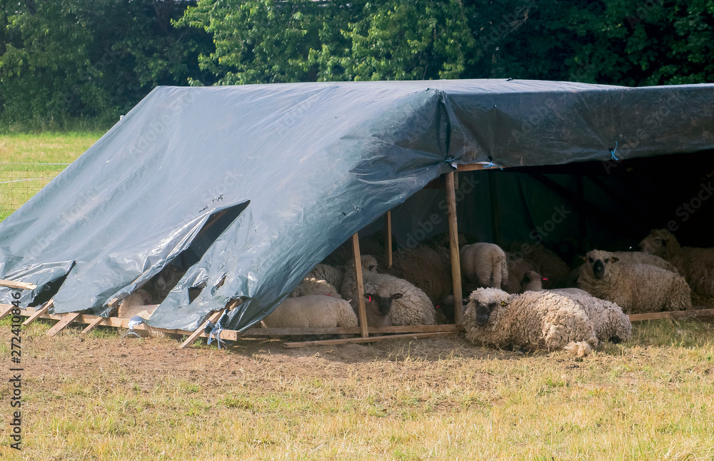 Fototapeta premium Sheep lie and graze in the open pasture.