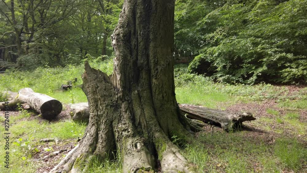 View around eerie, broken tree & chopped branches in woodland clearing in peaceful scenic forest. View around eerie, broken tree & chopped branches in woodland clearing in peaceful scenic forest.