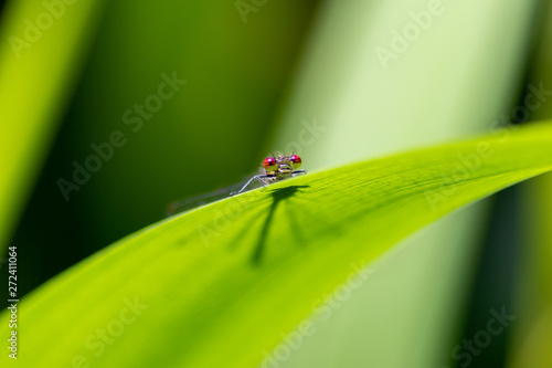 Neugierige rote Heidelibelle auf der Lauer lugt über eine Schilfblattspitze in die Kamera