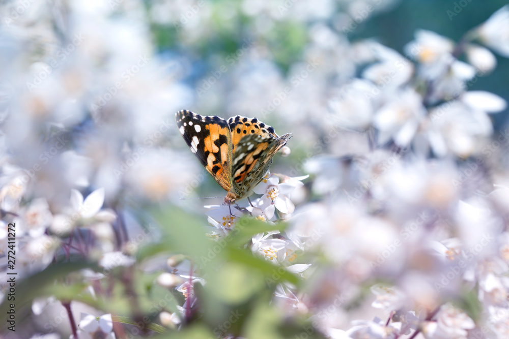 butterfly in nature.Beautiful butterfly and flowers. butterfly in nature.Beautiful butterfly and flowers.