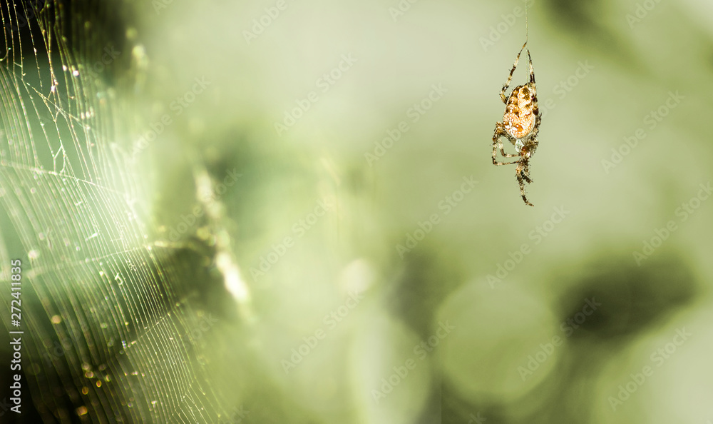 image of spider and cobweb closeup image of spider and cobweb closeup